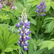 Lupina 'Russel Kastellan blau' - Lupinus polyphyllus 'Russel Kastellan blau'