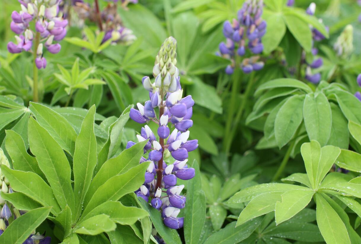 Lupina mnoholistá 'Russel Kastellan blau' - Lupinus polyphyllus 'Russel Kastellan blau'