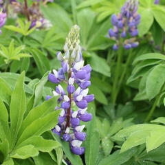 Lupina 'Russel Kastellan blau' - Lupinus polyphyllus 'Russel Kastellan blau'
