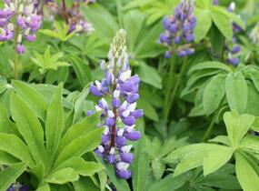 Lupina mnoholistá 'Russel Kastellan blau' - Lupinus polyphyllus 'Russel Kastellan blau'