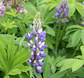Lupina 'Russel Kastellan blau' - Lupinus polyphyllus 'Russel Kastellan blau'