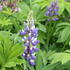 Lupinus polyphyllus 'Russel Kastellan blau.JPG