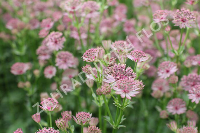 Jarmanka větší 'Roma' - Astrantia 'Roma'