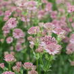 Jarmanka větší 'Roma' - Astrantia 'Roma'