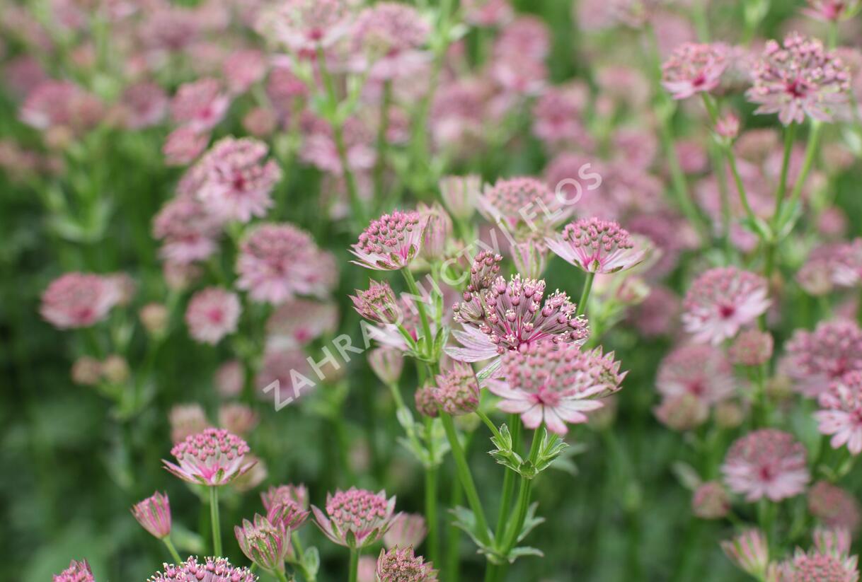 Jarmanka větší 'Roma' - Astrantia major 'Roma'