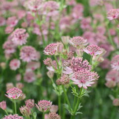 Jarmanka větší 'Roma' - Astrantia 'Roma'