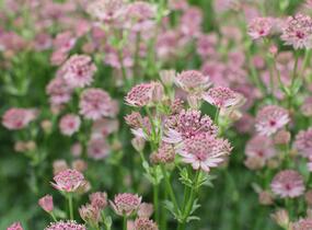 Jarmanka větší 'Roma' - Astrantia major 'Roma'
