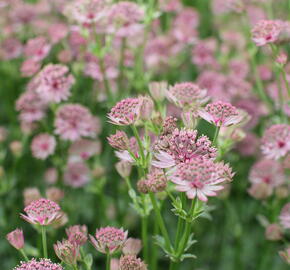 Jarmanka větší 'Roma' - Astrantia 'Roma'