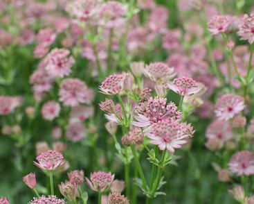 Jarmanka větší 'Roma'