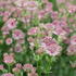 Astrantia 'Roma'_01.JPG