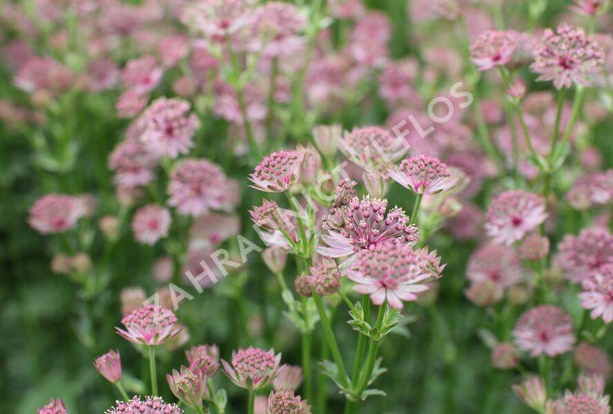 Jarmanka větší 'Roma' - Astrantia major 'Roma'