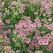 Jarmanka větší 'Roma' - Astrantia 'Roma'