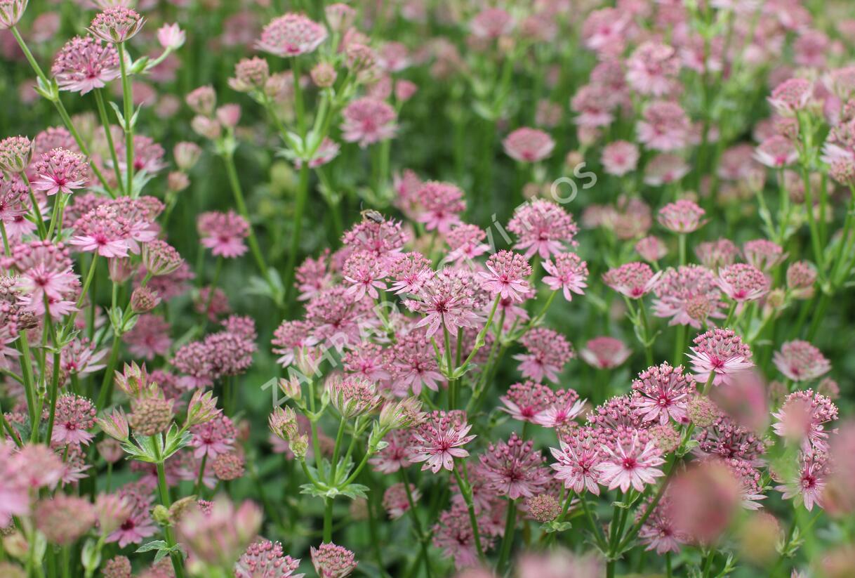 Jarmanka větší 'Roma' - Astrantia major 'Roma'