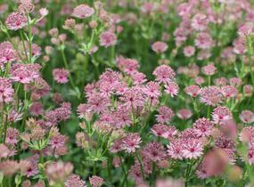 Jarmanka větší 'Roma' - Astrantia major 'Roma'