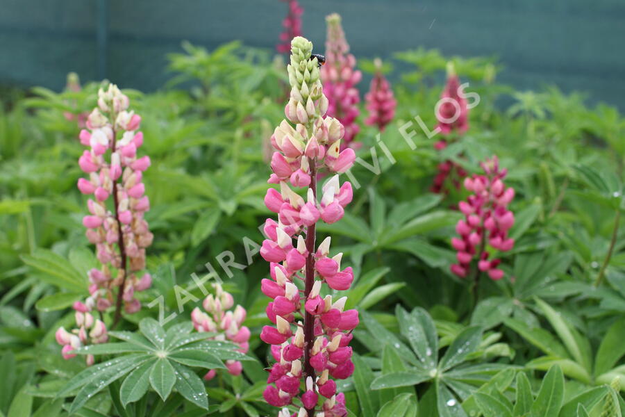 Lupina mnoholistá 'Russel Schlossfrau rosa' - Lupinus polyphyllus 'Russel Schlossfrau rosa'