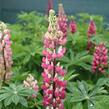 Lupina mnoholistá 'Russel Schlossfrau rosa' - Lupinus polyphyllus 'Russel Schlossfrau rosa'