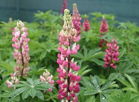 Lupina mnoholistá 'Russel Schlossfrau rosa' - Lupinus polyphyllus 'Russel Schlossfrau rosa'