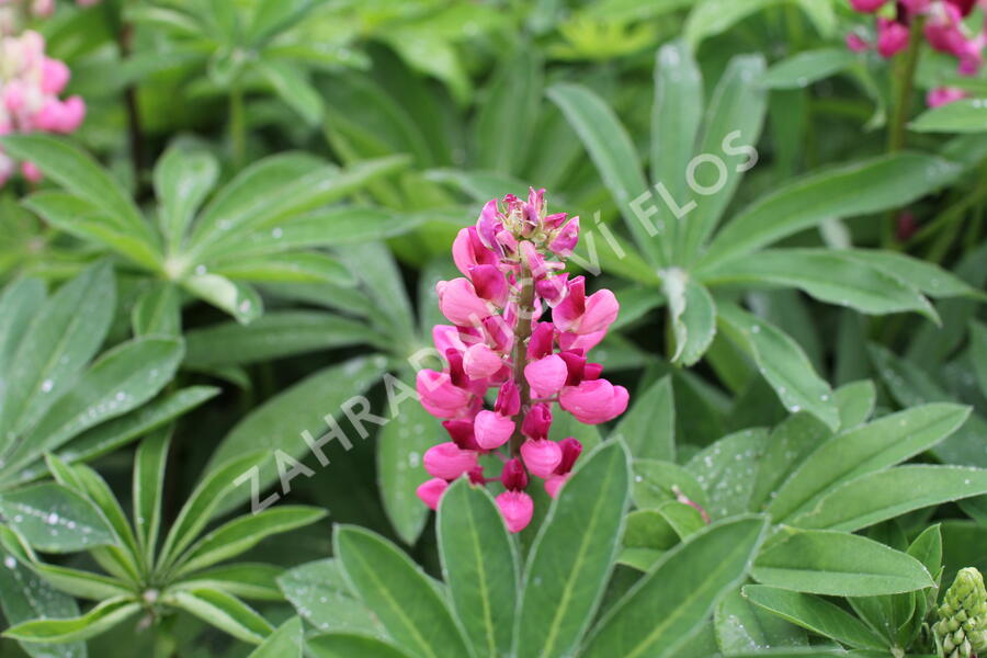 Lupina mnoholistá 'Russel Schlossfrau rosa' - Lupinus polyphyllus 'Russel Schlossfrau rosa'