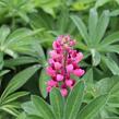 Lupina mnoholistá 'Russel Schlossfrau rosa' - Lupinus polyphyllus 'Russel Schlossfrau rosa'