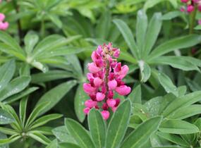 Lupina mnoholistá 'Russel Schlossfrau rosa' - Lupinus polyphyllus 'Russel Schlossfrau rosa'
