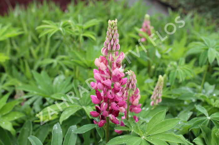 Lupina mnoholistá 'Russel Schlossfrau rosa' - Lupinus polyphyllus 'Russel Schlossfrau rosa'