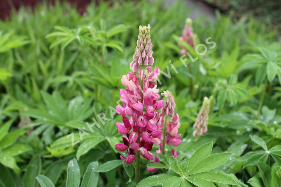 Lupina mnoholistá 'Russel Schlossfrau rosa' - Lupinus polyphyllus 'Russel Schlossfrau rosa'
