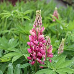 Lupina mnoholistá 'Russel Schlossfrau rosa' - Lupinus polyphyllus 'Russel Schlossfrau rosa'