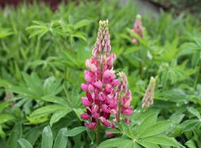 Lupina mnoholistá 'Russel Schlossfrau rosa' - Lupinus polyphyllus 'Russel Schlossfrau rosa'