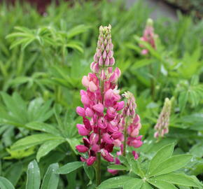 Lupina mnoholistá 'Russel Schlossfrau rosa' - Lupinus polyphyllus 'Russel Schlossfrau rosa'