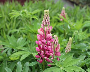 Lupina mnoholistá 'Russel Schlossfrau rosa'