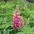 Lupinus polyphyllus 'Russel Schlossfrau rosa'_01.JPG