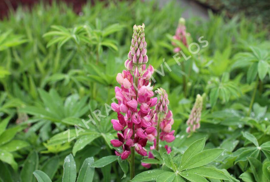 Lupina mnoholistá 'Russel Schlossfrau rosa' - Lupinus polyphyllus 'Russel Schlossfrau rosa'