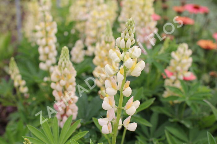 Lupina mnoholistá 'Lupini Yellow Shades' - Lupinus polyphyllus 'Lupini Yellow Shades'