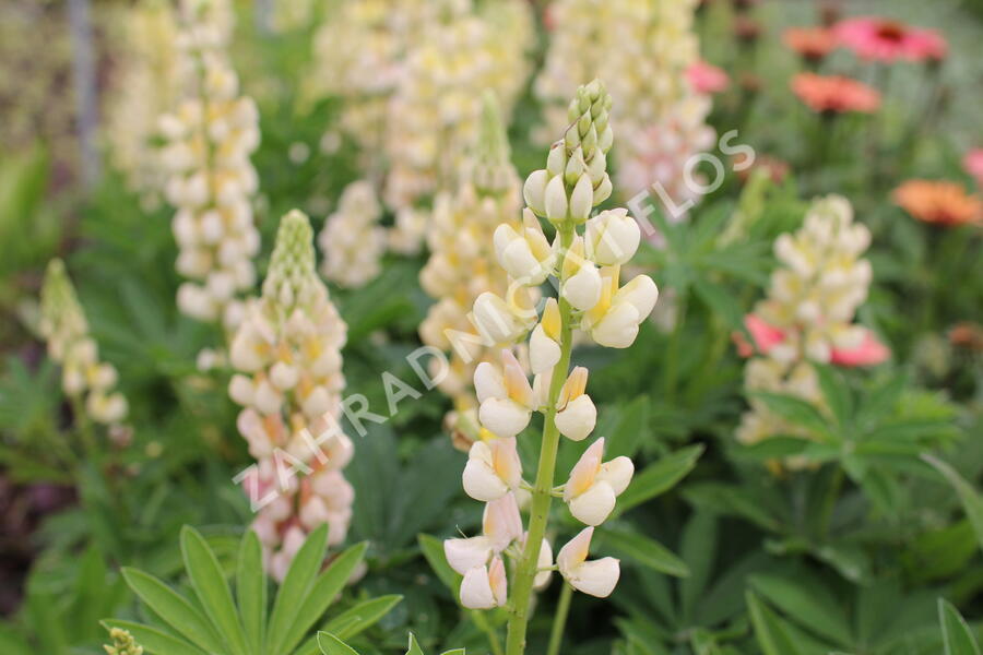 Lupina mnoholistá 'Lupini Yellow Shades' - Lupinus polyphyllus 'Lupini Yellow Shades'