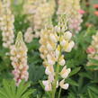 Lupina mnoholistá 'Lupini Yellow Shades' - Lupinus polyphyllus 'Lupini Yellow Shades'