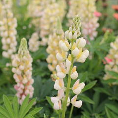 Lupina mnoholistá 'Lupini Yellow Shades' - Lupinus polyphyllus 'Lupini Yellow Shades'