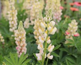 Lupina mnoholistá 'Lupini Yellow Shades'