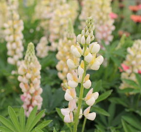 Lupina mnoholistá 'Lupini Yellow Shades' - Lupinus polyphyllus 'Lupini Yellow Shades'