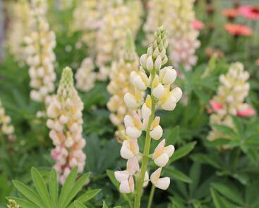 Lupina mnoholistá 'Lupini Yellow Shades'