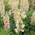 Lupinus polyphyllus 'Lupini Yellow Shades'.JPG