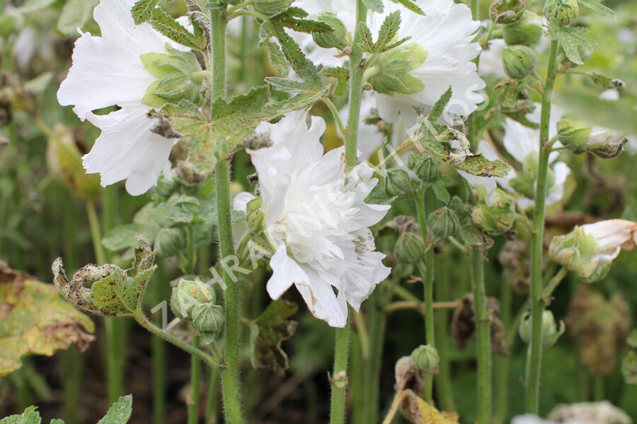 Topolovka růžová 'Spring Celebrities White' - Alcea rosea 'Spring Celebrities White'