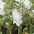 Topolovka růžová 'Spring Celebrities White' - Alcea rosea 'Spring Celebrities White'