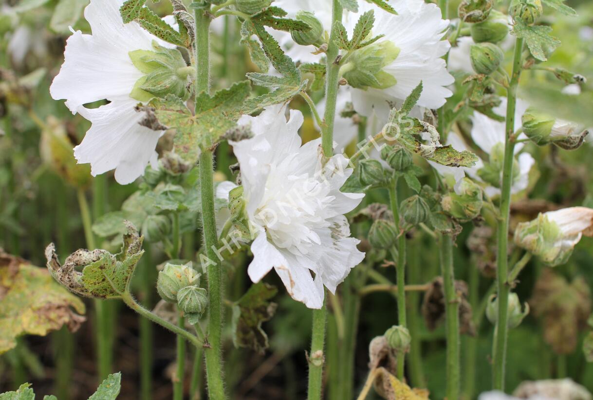 Topolovka růžová 'Spring Celebrities White' - Alcea rosea 'Spring Celebrities White'