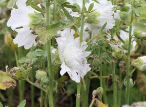Topolovka růžová 'Spring Celebrities White' - Alcea rosea 'Spring Celebrities White'