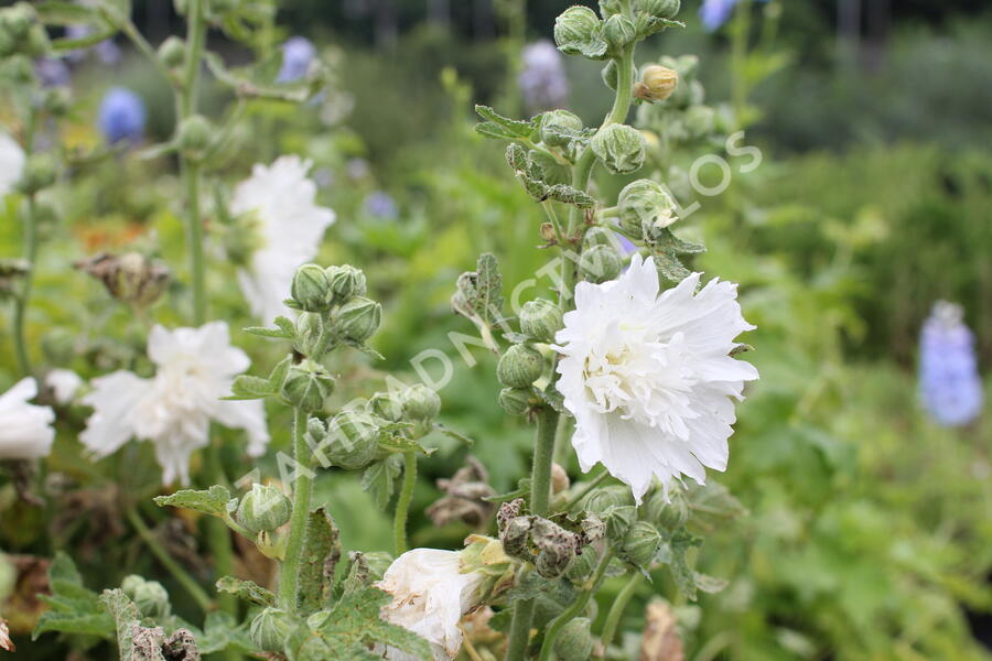 Topolovka růžová 'Spring Celebrities White' - Alcea rosea 'Spring Celebrities White'