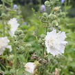 Topolovka růžová 'Spring Celebrities White' - Alcea rosea 'Spring Celebrities White'