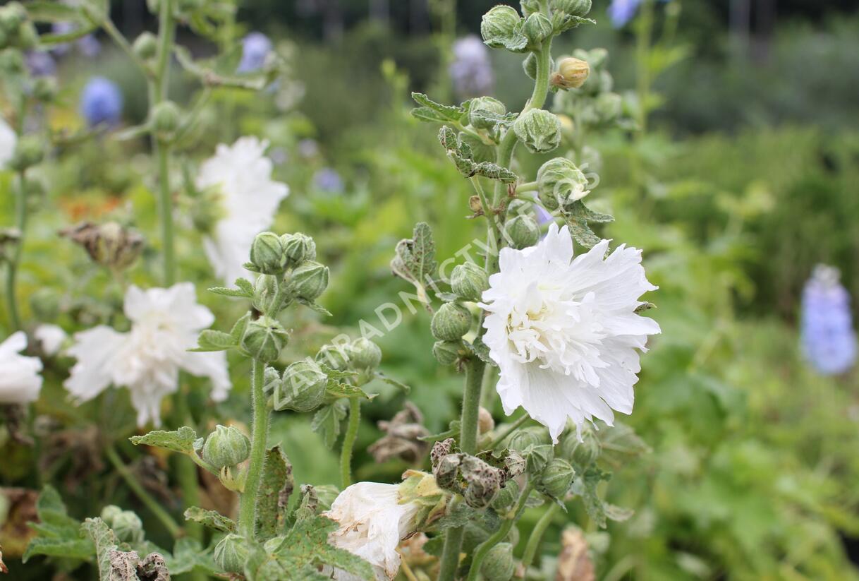 Topolovka růžová 'Spring Celebrities White' - Alcea rosea 'Spring Celebrities White'
