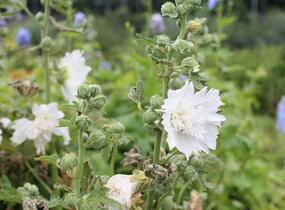Topolovka růžová 'Spring Celebrities White' - Alcea rosea 'Spring Celebrities White'