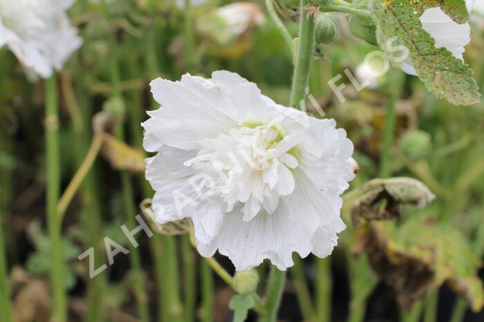 Topolovka růžová 'Spring Celebrities White' - Alcea rosea 'Spring Celebrities White'