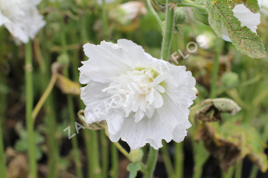 Topolovka růžová 'Spring Celebrities White' - Alcea rosea 'Spring Celebrities White'